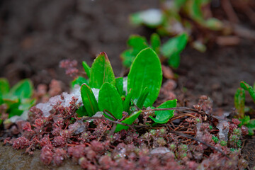 First leaves and sprouts on vegetable garden soils. Spring snow on germination of plants. Kitchen garden seedlings in soil.