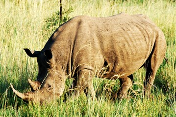 Obraz premium Rhino 9