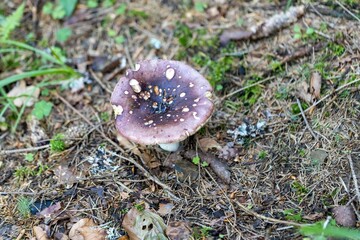 Mushroom in the mountain forest on a summer day. Close up macro view.