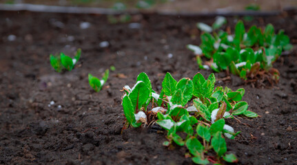 First leaves and sprouts on the vegetable garden soil. Spring snow on germination of plants. Kitchen garden seedlings in soil.