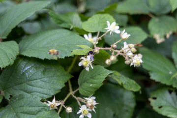 Mountain flowers in the Ukrainian Carpathians. Close-up macro view.