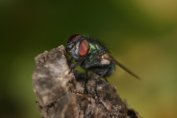 Katze im Garten auf Jagd