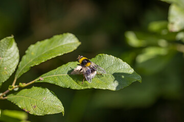 A bee on a green leaf lit by sunlight. Close-up macro view.