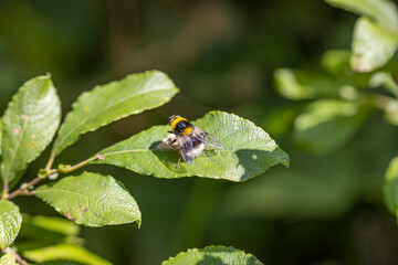 A bee on a green leaf lit by sunlight. Close-up macro view.