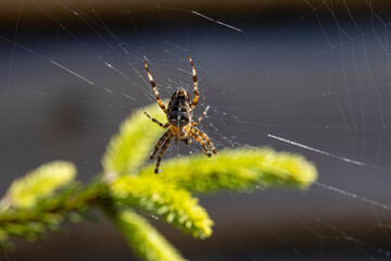 Spider on a pine branch illuminated by sunlight. Close-up macro view.