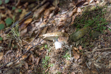 Mushroom in the mountain forest on a summer day. Close up macro view.