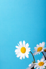 White daisy flowers on the blue background. Daisy flower. Spring background. Present for Mothers Day