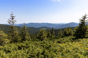 Mountain landscape in Ukrainian Carpathians in summer.