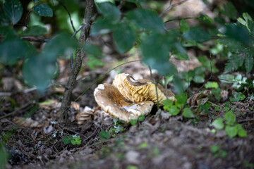 Mushroom in the mountain forest on a summer day. Close up macro view.