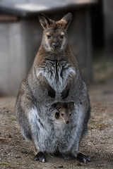 Kängaruh Mama mit Baby im Beutel