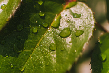 Green leaf of a plant, tree with water drops after rain, dew close-up. Photography, concept.