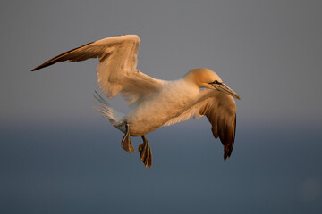 Gannet in flight
