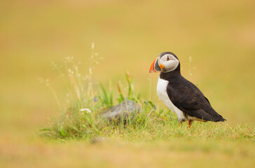 atlantic puffin or common puffin