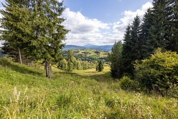 Fototapeta na wymiar Green mountain meadows in the Ukrainian Carpathians