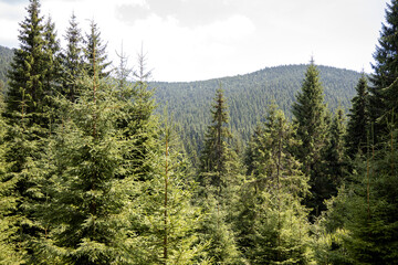 Panorama of mountains in the Ukrainian Carpathians on a summer day.