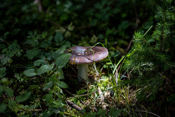 Mushroom in the mountain forest on a summer day. Close up macro view.