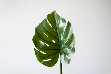 Naklejka na ściany i meble green monstera plant at home interior, trendy plant branch