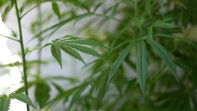 marijuana plant moves gently by the wind