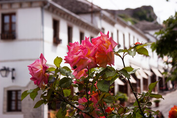 Fototapeta na wymiar Pink rose grows on the street of Gjirokastra, Albania. A beautiful old Balkan city.