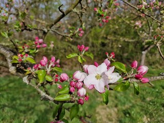 Fruit trees are small flowers on the branches