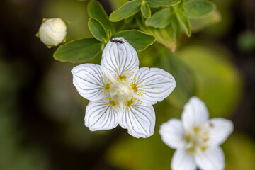 Mountain flowers in the Ukrainian Carpathians. Close-up macro view.