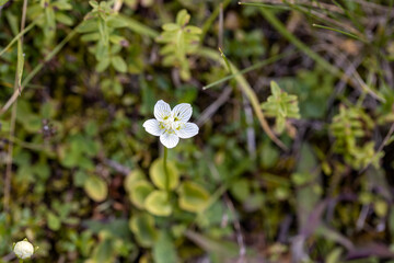 Mountain flowers in the Ukrainian Carpathians. Close-up macro view.
