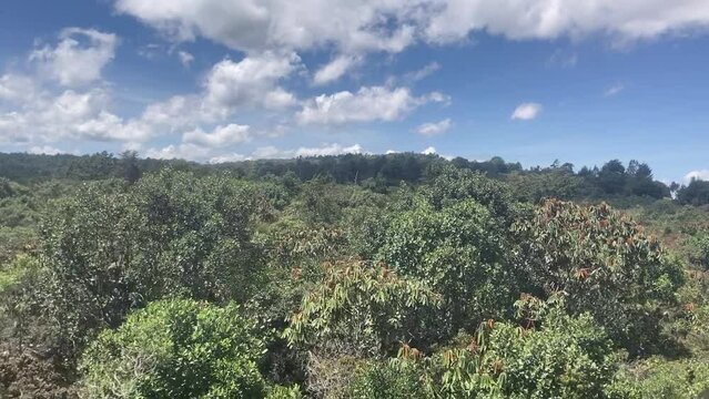 View of the Tree Canopy Along the Road to Arvi Park, Colombia