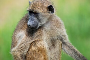 Baboon 51