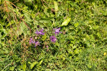 Mountain flowers in the Ukrainian Carpathians. Close-up macro view.