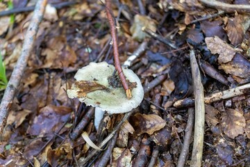 Mushroom in the mountain forest on a summer day. Close up macro view.