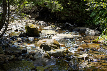 Naklejka na ściany i meble Mountain stream on a summer day in the Ukrainian Carpathians