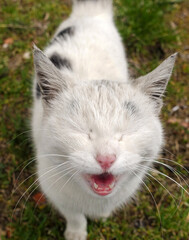 sick poor white stray cat, meowing stray cat with bare teeth,