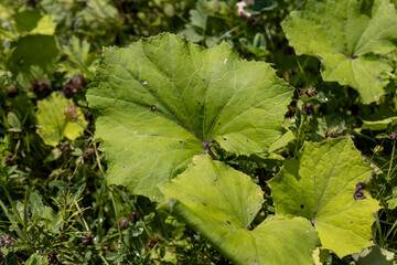 Green leaf in the forest. Close-up macro view.