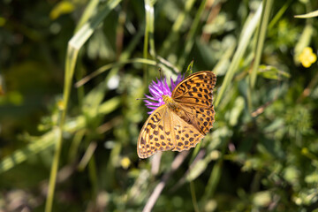 Butterfly on a flower on a natural background. Close-up macro view.