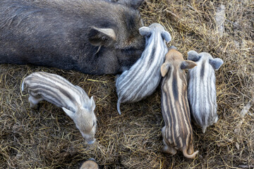 A female wild boar with children.