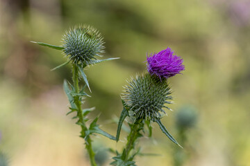 Mountain flowers in the Ukrainian Carpathians. Close-up macro view.