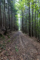 Mountain forest in the Ukrainian Carpathians.