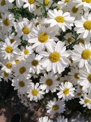 flower wallpaper with daisies. Big blooming Leucanthemum with many small white flowers and a beetle