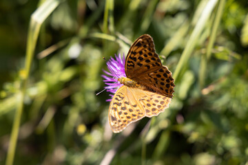 Butterfly on a flower on a natural background. Close-up macro view.