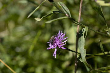 Mountain flowers in the Ukrainian Carpathians. Close-up macro view.