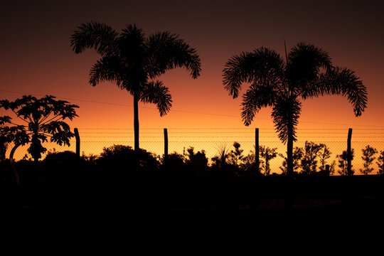 silhouette of palmtress at sunset