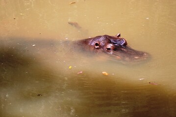 Fototapeta premium Hippo 5