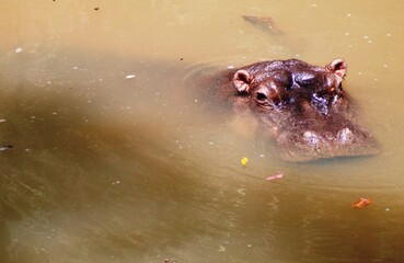 Hippo 4