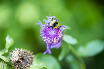 A bee on a purple flower. Close-up macro view.