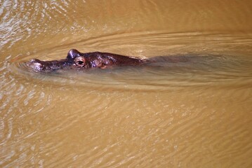 Obraz premium Hippo 2