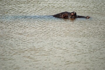 Fototapeta premium Hippo 1