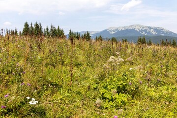 Panorama of mountains in the Ukrainian Carpathians on a summer day.