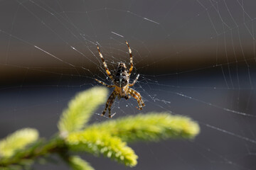 Spider on a pine branch illuminated by sunlight. Close-up macro view.