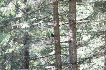 Black squirrel on a tree in the Ukrainian Carpathians