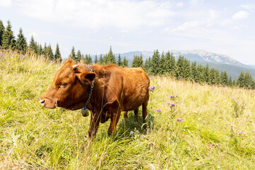 Cow on a green meadow in the Ukrainian Carpathians on a summer day.